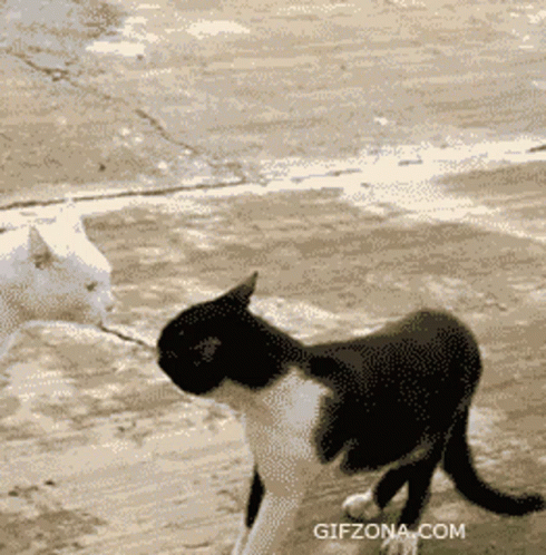 two white cats are walking on the sidewalk