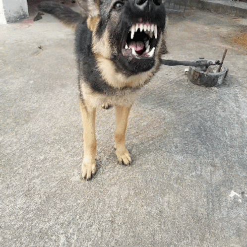 a dog with it's mouth open on a concrete floor