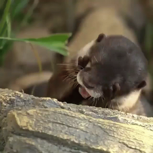 an otter chews on a piece of wood in its zoo enclosure