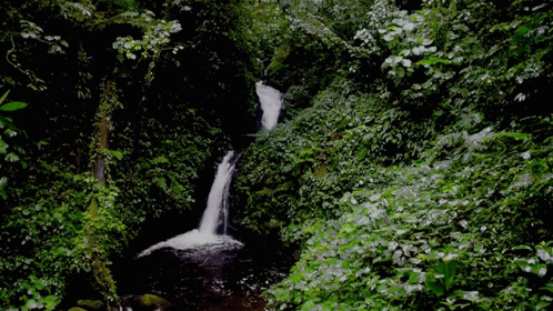 a stream flows through some vegetation and a forest