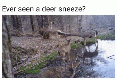 two deers walk along a stream as the caption reads, does they have more antelope?