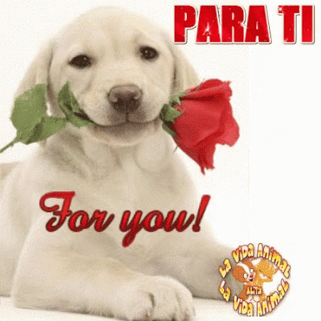 a happy dog holding a flower with the words for you
