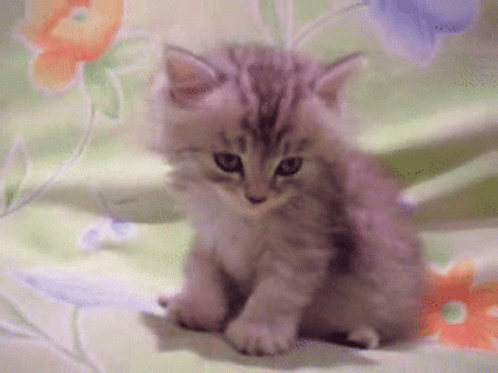 a grey kitten sits on a flowered blanket