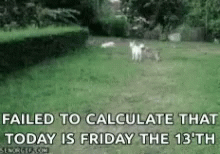 two dogs in a field with words describing it is a fail to calculaate that today is friday the 13th