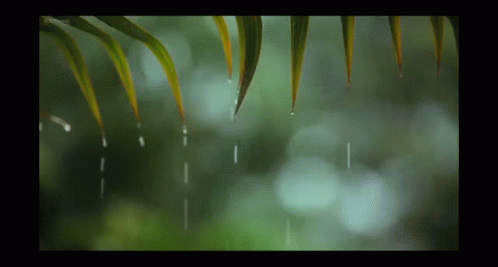 some green leafy plants and rain drops