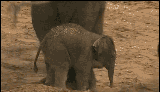 a baby elephant stands next to it's mother