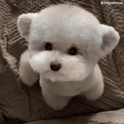 a little teddy bear lying on a bed in a black and white po