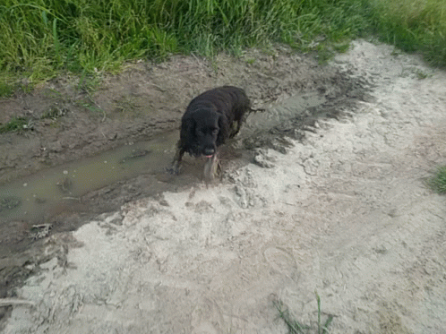 a dog on the edge of a muddy dle