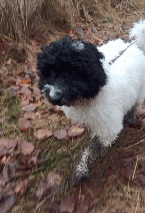 a small dog walking through a wooded area