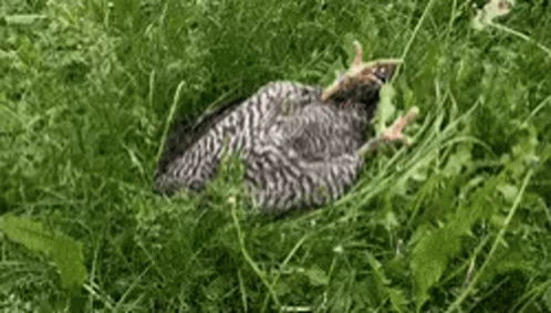 a bird is laying down in some tall grass