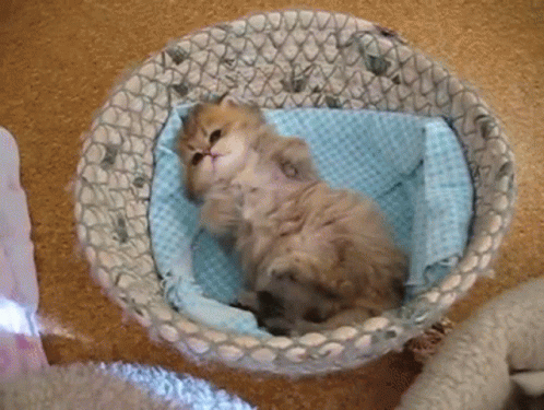 there is a small grey kitten sitting in a basket