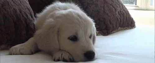 a white dog resting on a bed and looking at soing