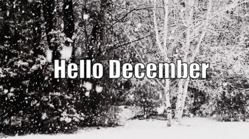 a po with the words hello december written below the snowy trees