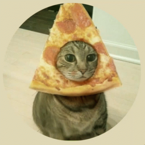 a picture of a cat wearing a space hat