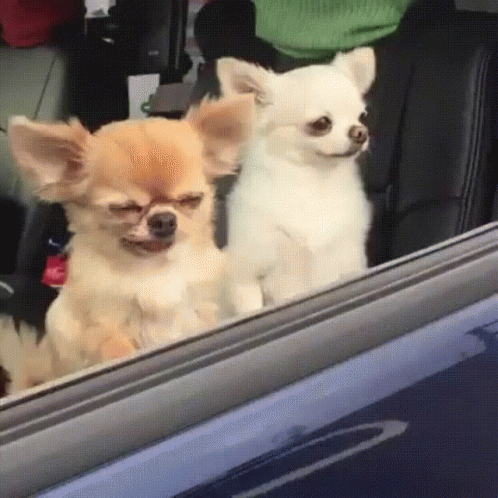 two small white dogs looking out of the back seat of a car