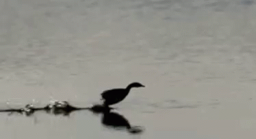 the bird is walking through the water alone