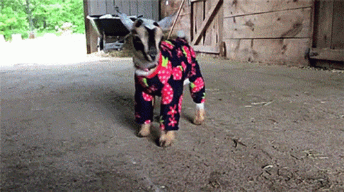a llama in pajamas walking through a barn