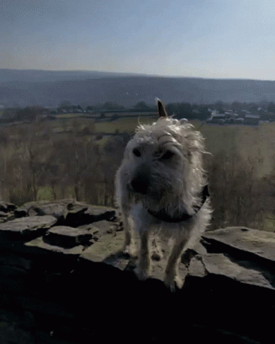 a dog with a black and white collar standing on top of a rock