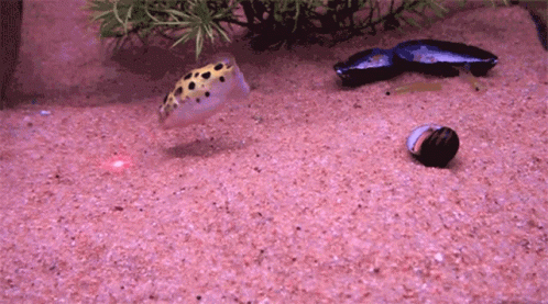 fish in an aquarium tank on a gravel surface