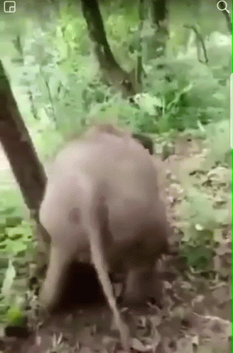 an animal that is walking around in the woods