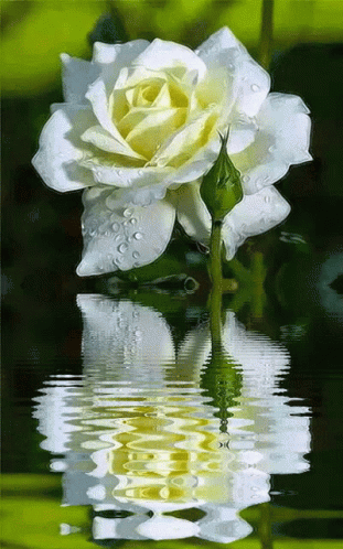 the single rose on the water has white petals
