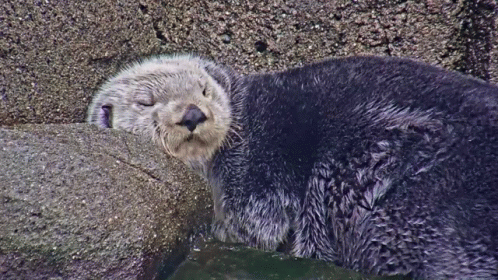an adult sea otter resting on some rocks