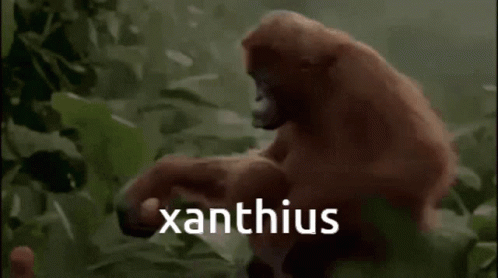 the text'xanthus is displayed above an image of a gorilla