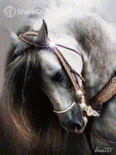a white horse wearing a muzzle is shown