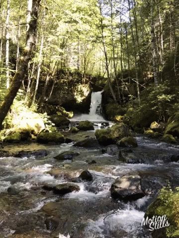a stream flowing into a lush green forest