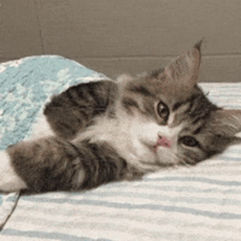 a cat that is laying down on a bed