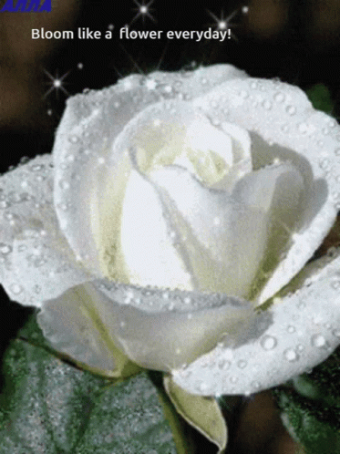 a white rose with droplets of water on it