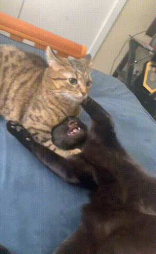 a black cat on its back is playing with another black cat