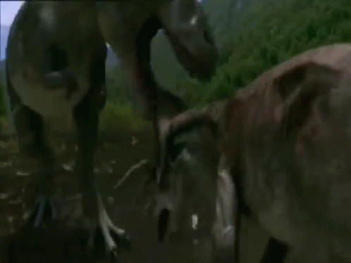 a couple of horses walking around a field