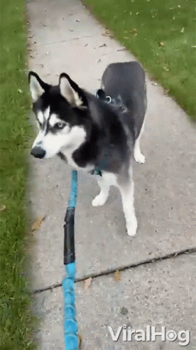 dog leashed to walking posts on sidewalk of residential area