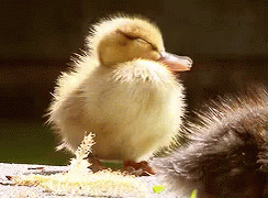 a baby chick standing on a bed of snow
