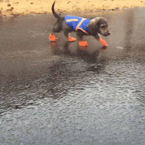 a dog in a vest is walking on a street
