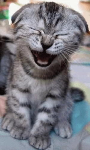 a tabby cat with a laughing face looking down and laughing