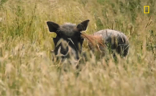 two pigs are in the tall grass grazing
