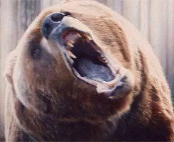 an adult grizzly bear that is growling