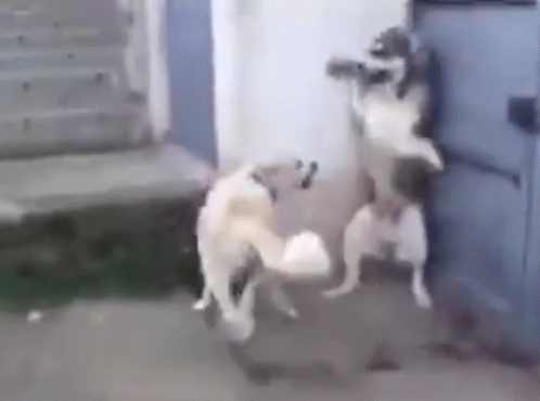 two dogs fighting in the middle of a courtyard