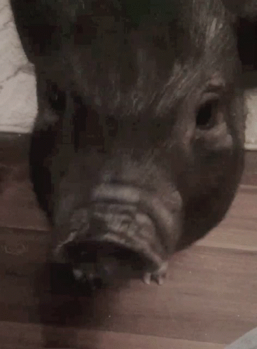 a pig that is standing on a wooden floor