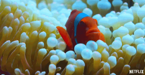 blue fish on a reef with sea anemonias
