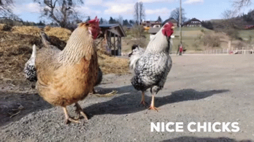 three chicken walking around a gravel lot at a park