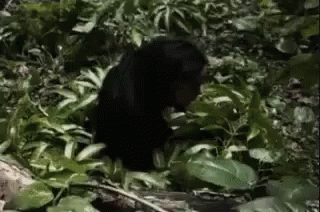 black bear in tree leaves looking for food