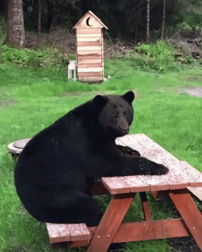 a big brown bear sitting at a picnic table