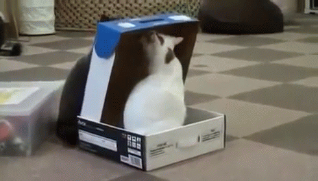 a penguin is inside a small box on the floor