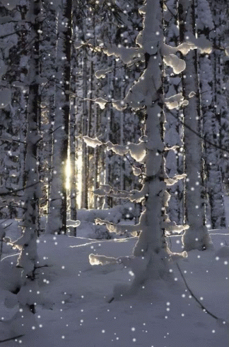 a snowy forest with lots of trees and lights
