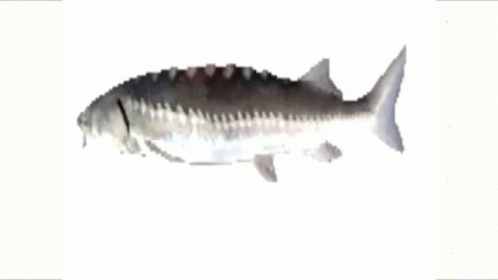 the striped fish is swimming in white water