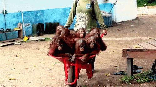 a person hing a cart full of monkeys on a dirty road