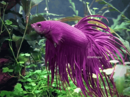 an purple siam fish with a long tail